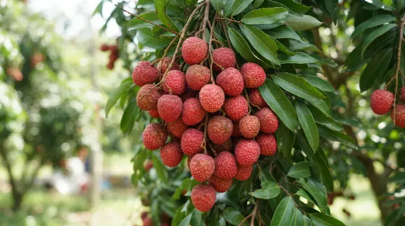Muzaffarpur Litchi